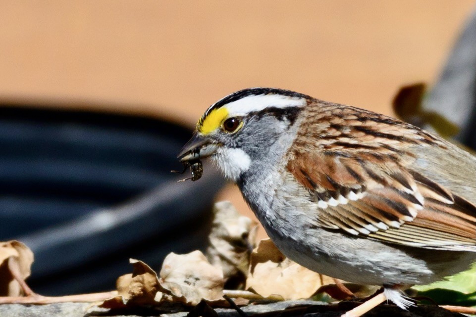 White-throated Sparrow by Jonathan Nightingale is licensed under CC BY-SA 2.0.